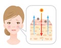 Aged skin have fewer ceramides diagram illustration. womanÃ¢â¬â¢s beauty and skin care concept